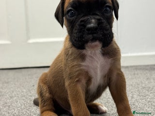 Boxer dogs - Advert 4