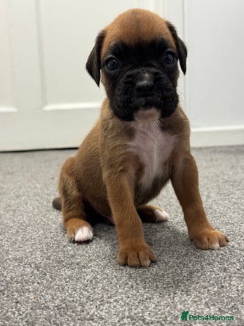 Boxer dogs - Advert 7