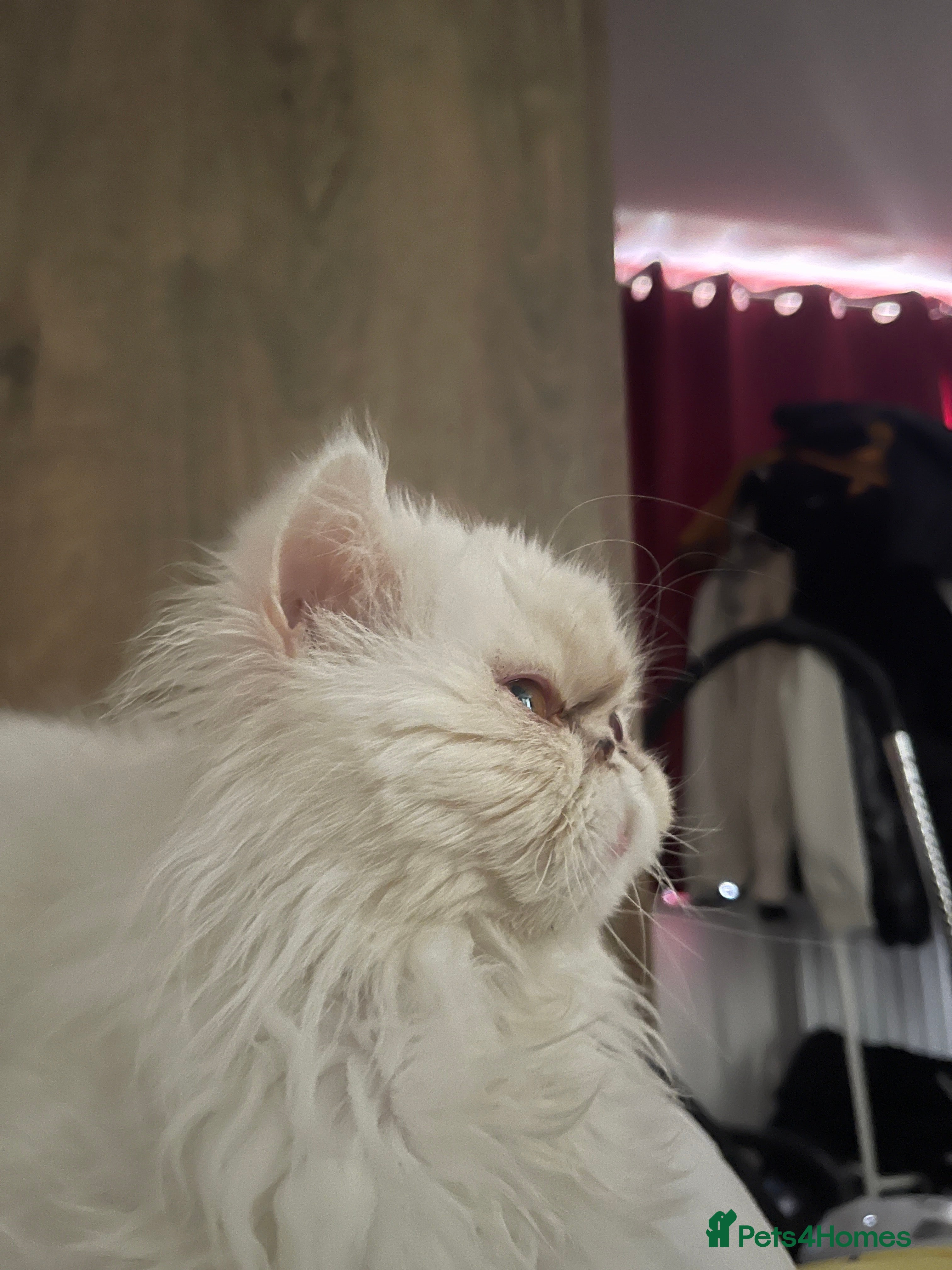 Persian cats Persian flat face kittens  - Advert 2