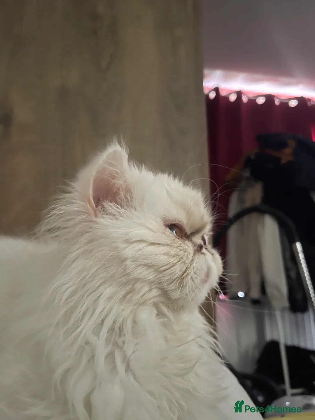 Persian cats for sale: Persian  **  kittens  - Advert 1