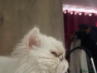 Persian cats Persian flat face kittens - Advert 1