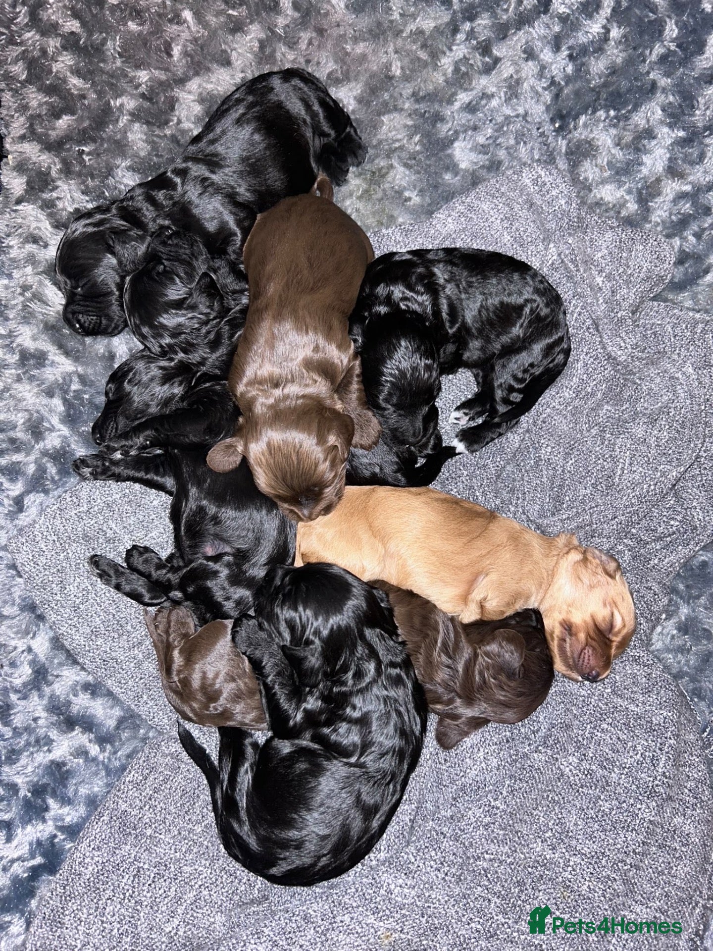 Cockapoo dogs Cockapoo puppies - Advert 7
