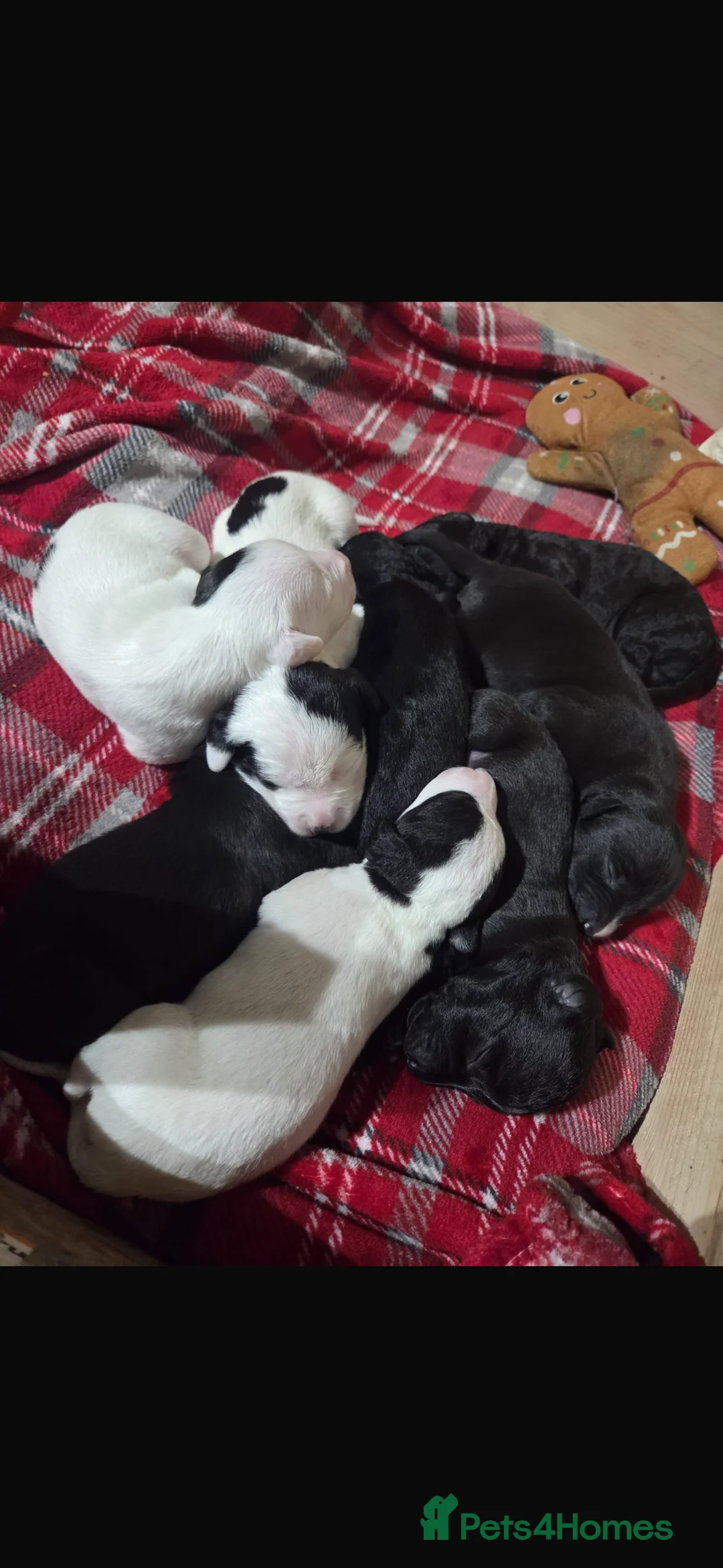 Mixed Breed dogs for sale: Bedlington whippet puppies - Advert 1