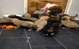 Mixed Breed dogs for sale: Bernese X swiss Shepard pups - Advert 11