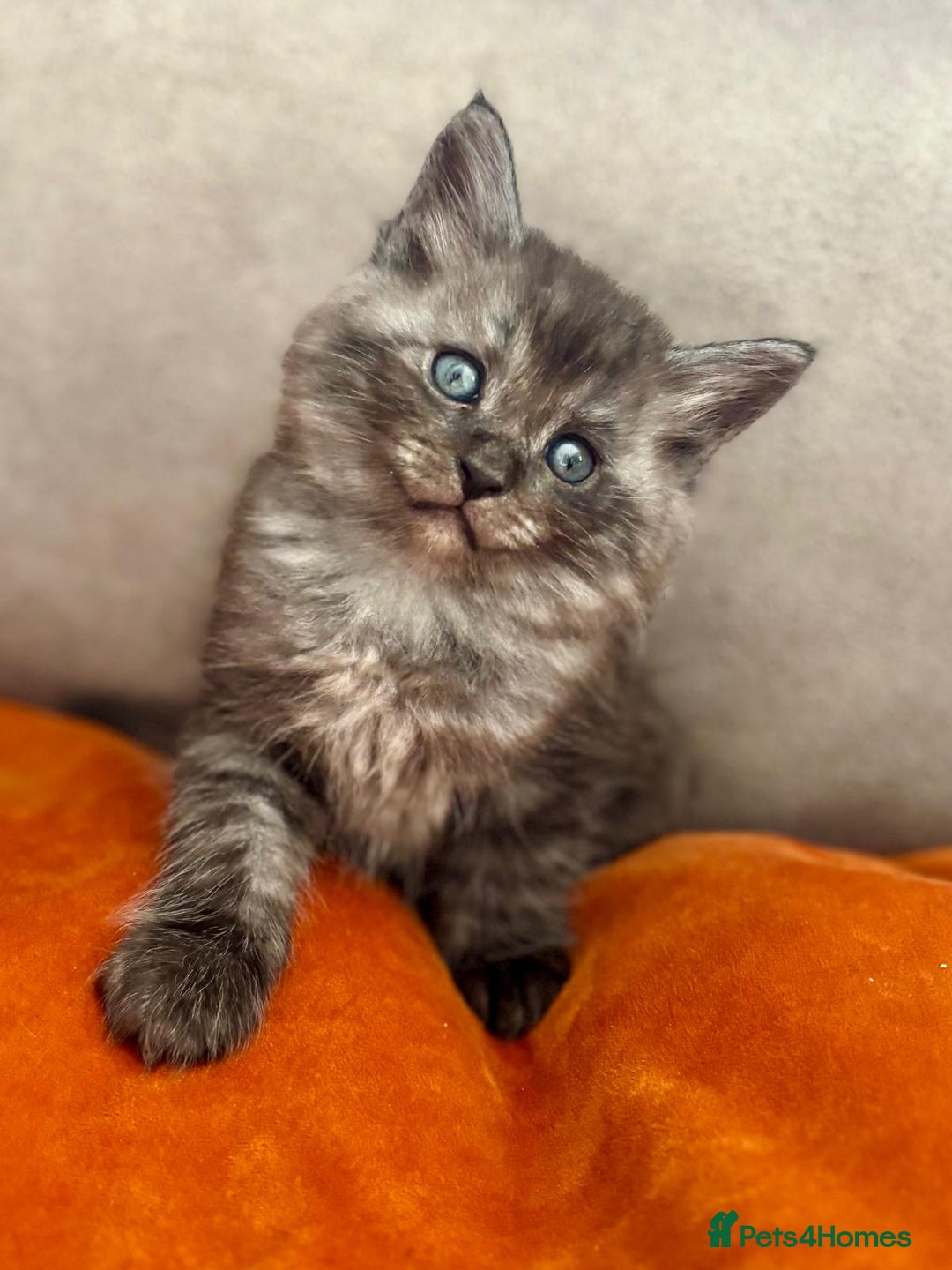 Mixed Breed cats for sale: Maine-coon / Ragdoll Kittens  - Image 12