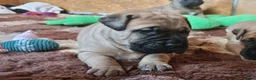 Bullmastiff dogs for sale: Bullmastiff puppies available gor new homes.. - Advert 5