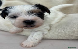 Biewer Terrier dogs for sale: Beautiful biewer terrier puppies 🩷 - Image 15