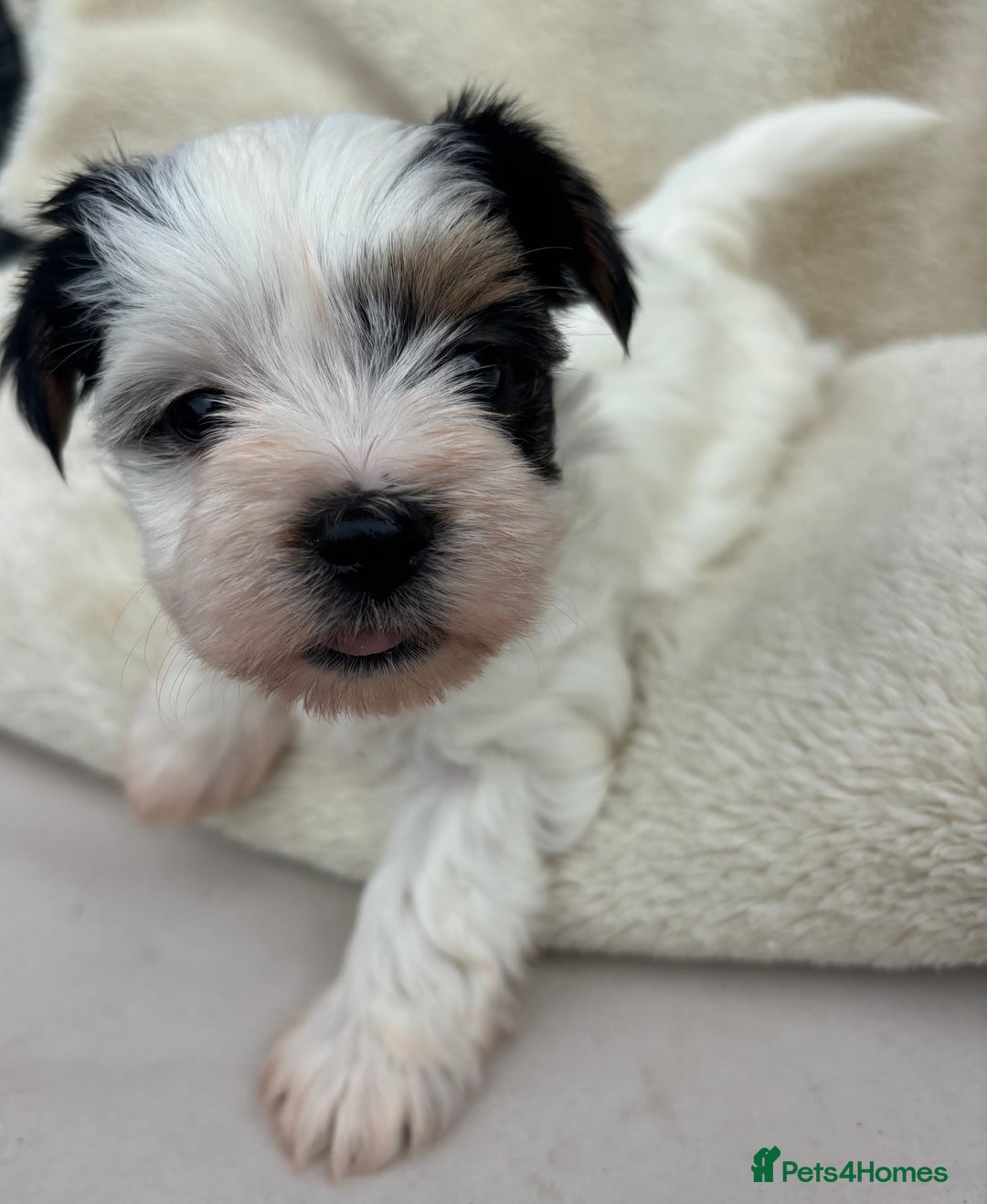 Biewer Terrier dogs for sale: Beautiful biewer terrier puppies 🩷 - Image 15