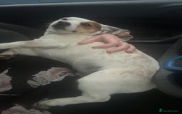 Jack Russell dogs for stud: Small short legged pure Jack Russel  - Advert 6