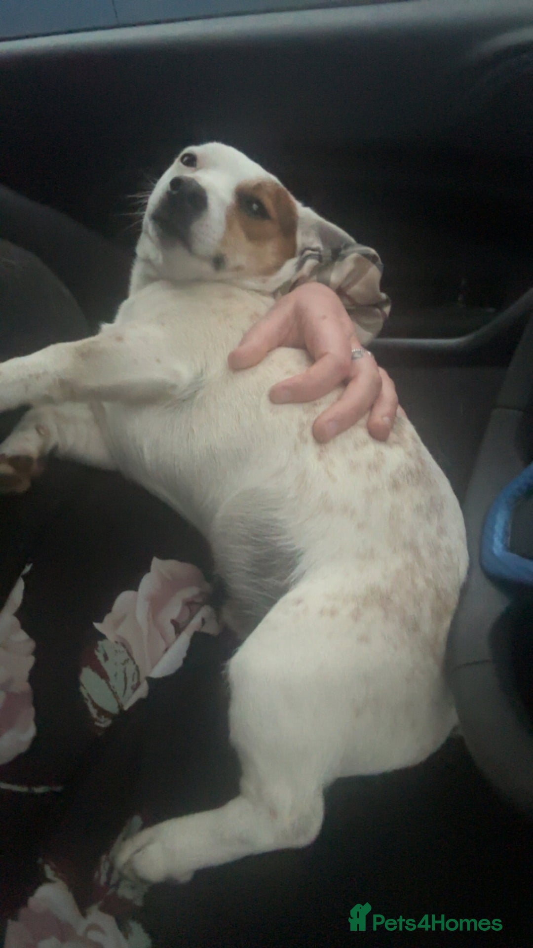 Jack Russell dogs for stud: Small short legged pure Jack Russel  - Advert 6