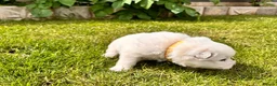 Samoyed dogs for sale: Bundle of joy 3 Puppy - Advert 30