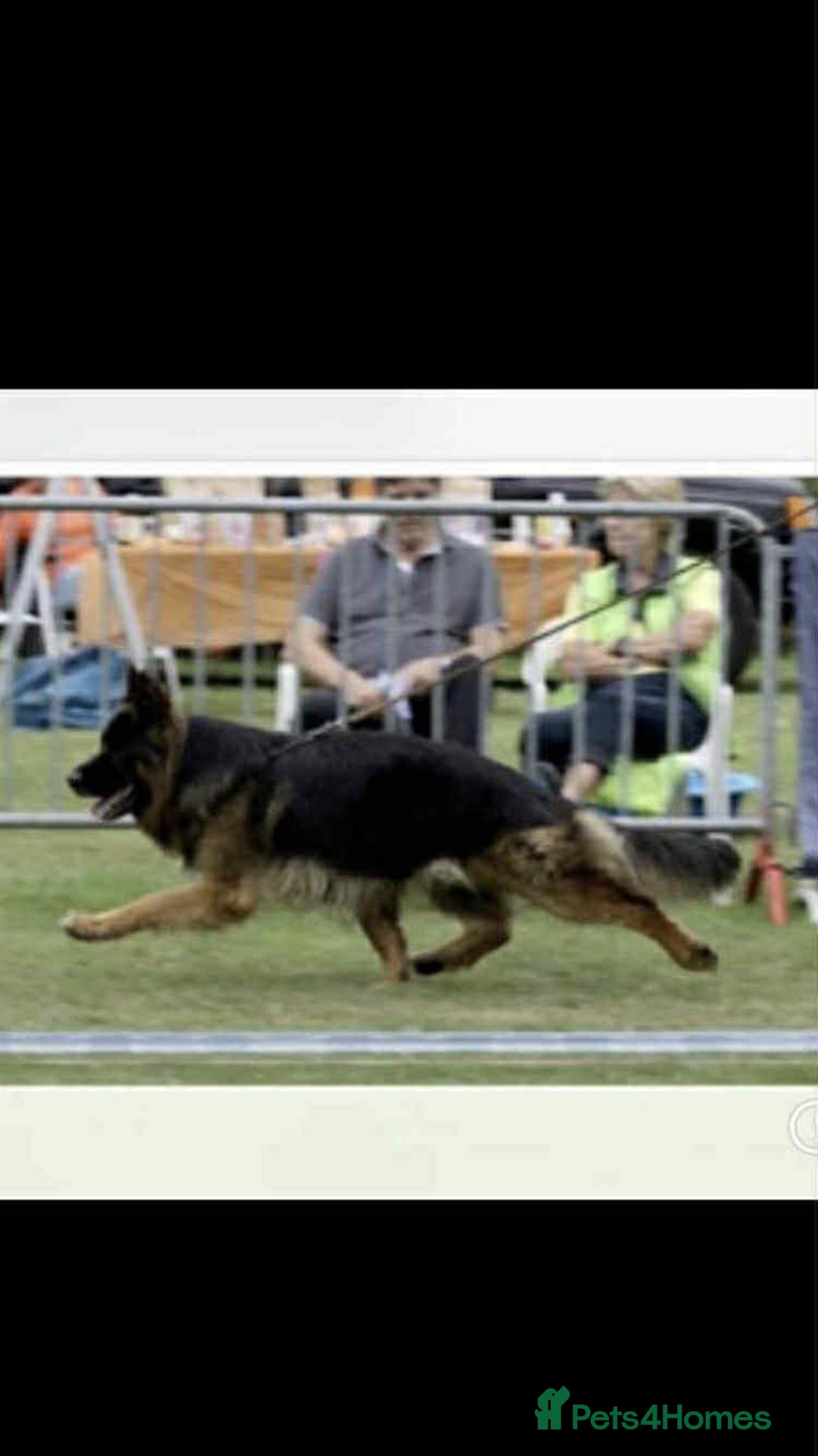 German Shepherd dogs for stud: HEALTH TESTED KC REG LONGCOAT-PROVEN STUD - Image 5