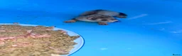 Ferret rodents for sale: Ferret kits  - Advert 6
