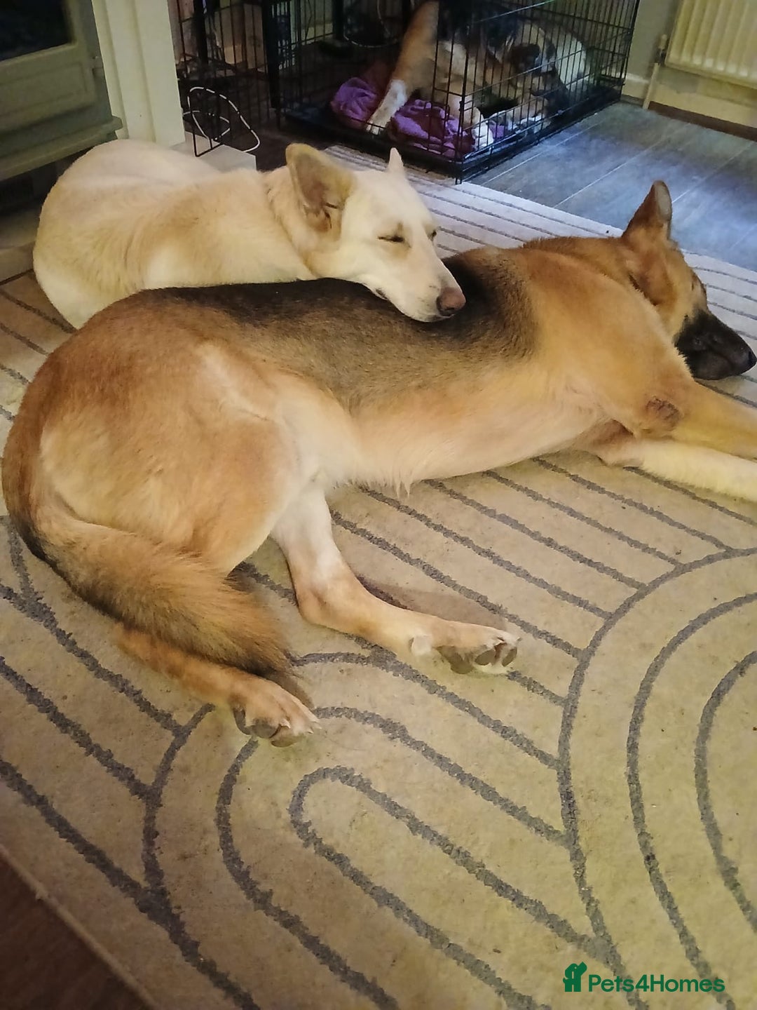 German Shepherd dogs for sale: 2 German shepherd puppies for sale  - Image 5