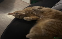 Bengal cats for sale: 2 year old Male adorable fur baby baby  - Image 3
