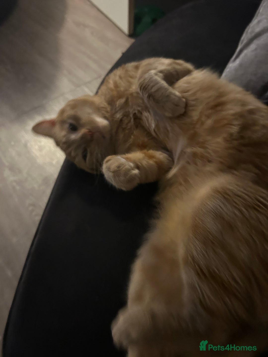 Bengal cats for sale: 2 year old Male adorable fur baby baby  - Image 3