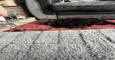 Mixed Breed cats - Advert 12