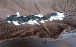 Jack Russell dogs for sale: Jack Russell pups  - Advert 6