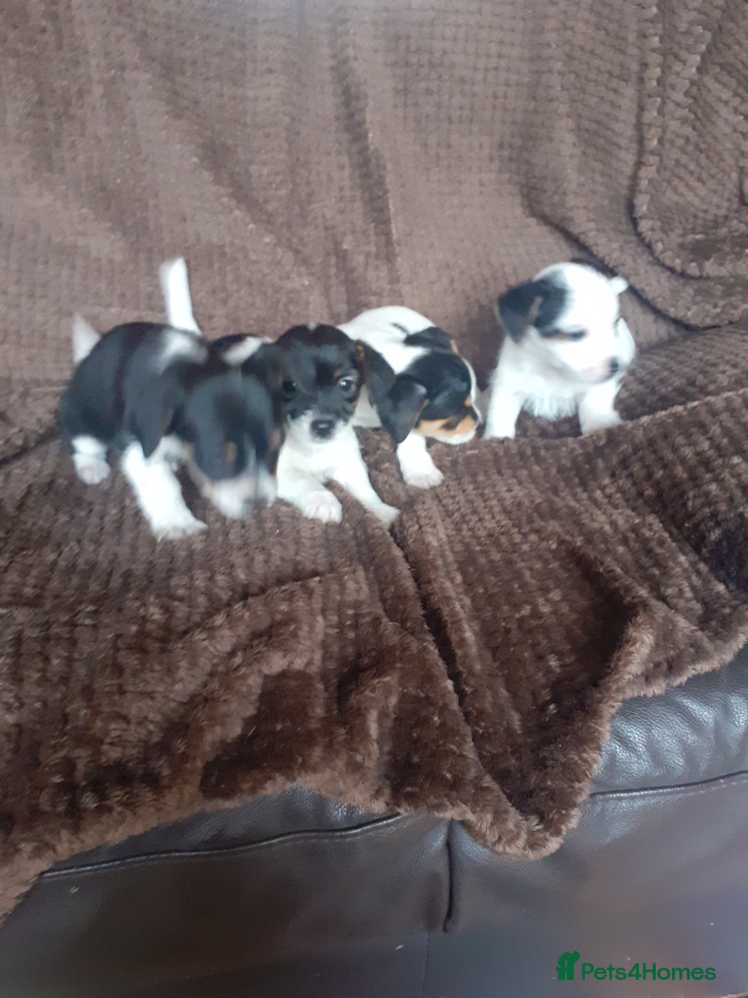 Jack Russell dogs for sale: Jack Russell pups  - Advert 6
