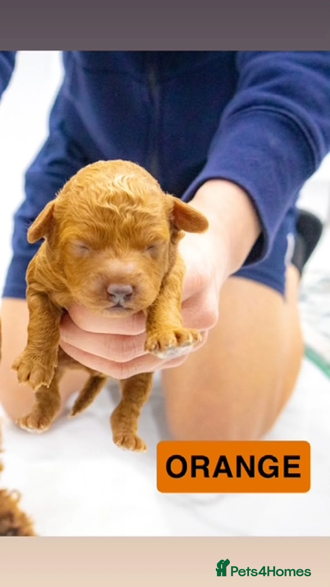 Toy Poodle dogs for sale: Beautiful pure red toy poodle puppies for sale - Advert 5