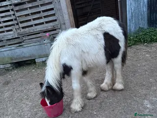 Irish Cob horses 11 month filly cob - Advert 2
