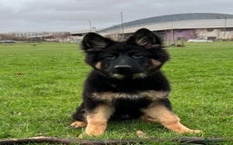 German Shepherd dogs for sale: Long haired German Shepherd puppies - Image 17