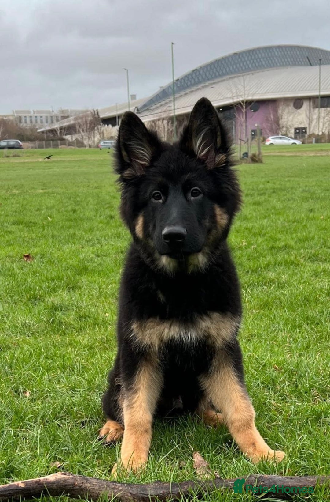 German Shepherd dogs for sale: Long haired German Shepherd puppies - Image 17