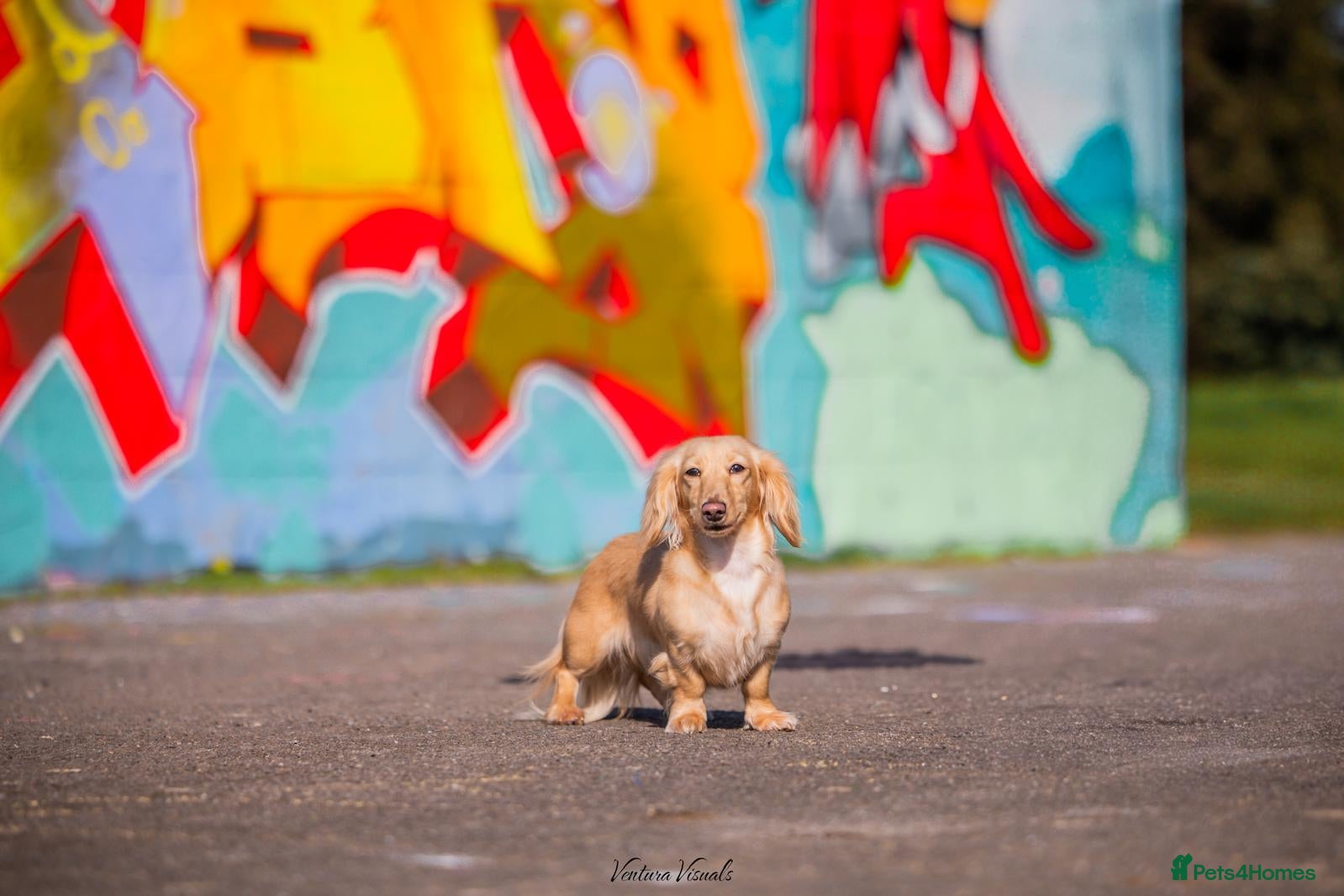 Dachshund dogs for sale: miniature dachshund - Advert 1