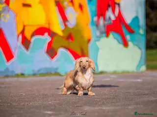 Dachshund dogs for sale: miniature dachshund - Advert 1