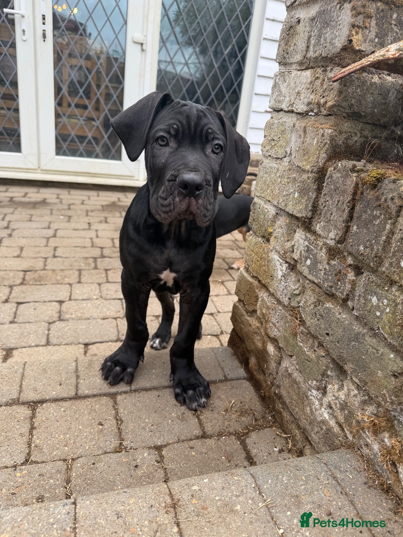 Cane Corso dogs BEAUTIFUL CANE CORSO puppies. PROTECTION+FAMILY - Advert 2