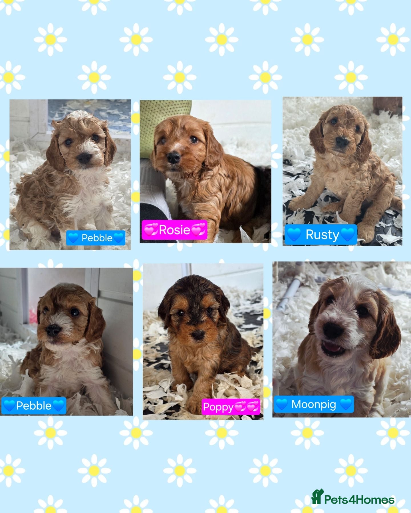 Cockapoo dogs Health Tested F2 Cockapoo Puppies  - Advert 1