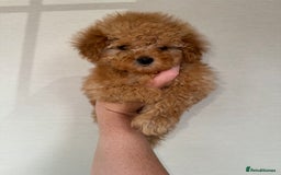 Toy Poodle dogs for sale: Extremely rare blue tiny Kc Reg Toy Poodle Puppy! - Image 31
