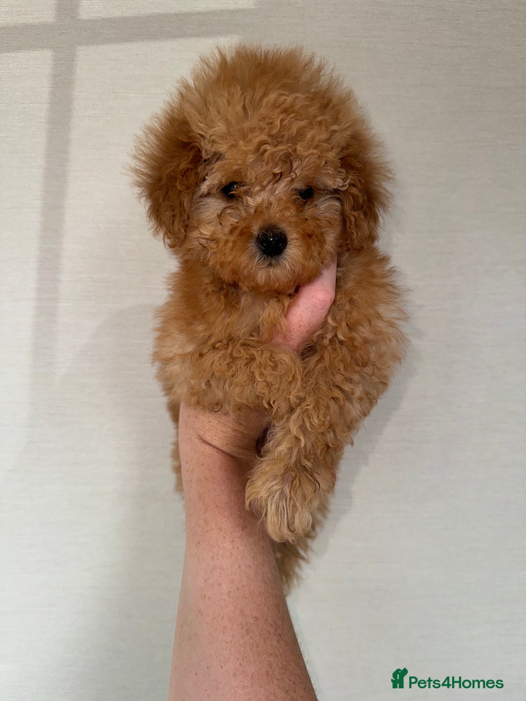 Toy Poodle dogs for sale: Extremely rare blue tiny Kc Reg Toy Poodle Puppy! - Image 31
