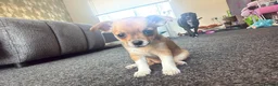 Mixed Breed dogs for sale: Chihuahua cross patterdale terrier puppies - Advert 9