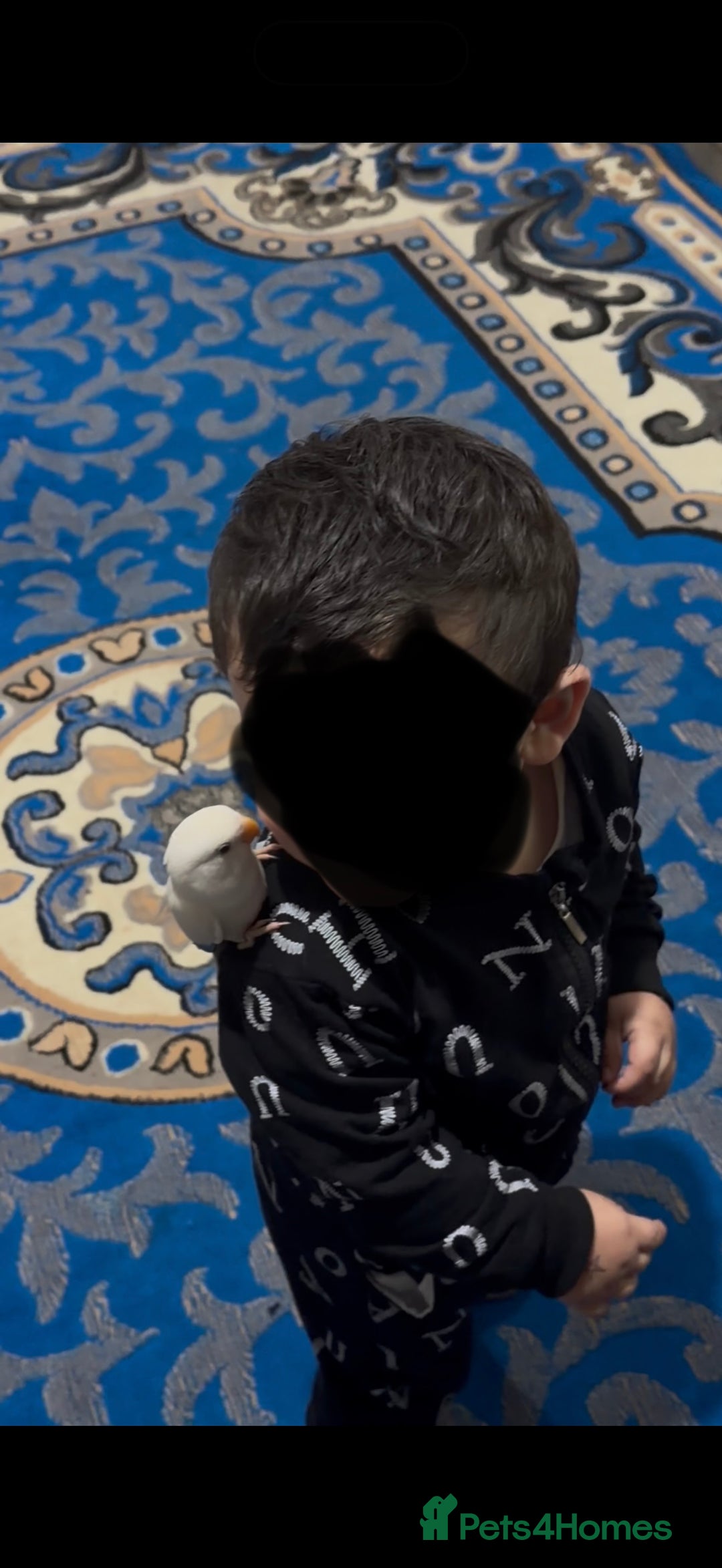 Lovebirds birds for sale: Baby lovebird - Advert 3