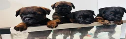 Border Terrier dogs for sale: 5 Beautiful Border Puppies - Advert 4