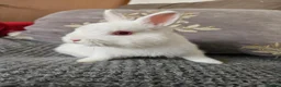 Netherland Dwarf rabbits for sale: Netherlands dwarf baby's  - Advert 4