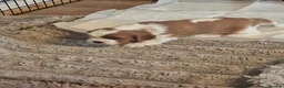 Cavalier King Charles Spaniel dogs for sale: Cavalier king charles puppies  - Advert 6
