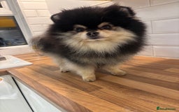 Pomeranian dogs for sale: Pure breed Pomeranians - Advert 10