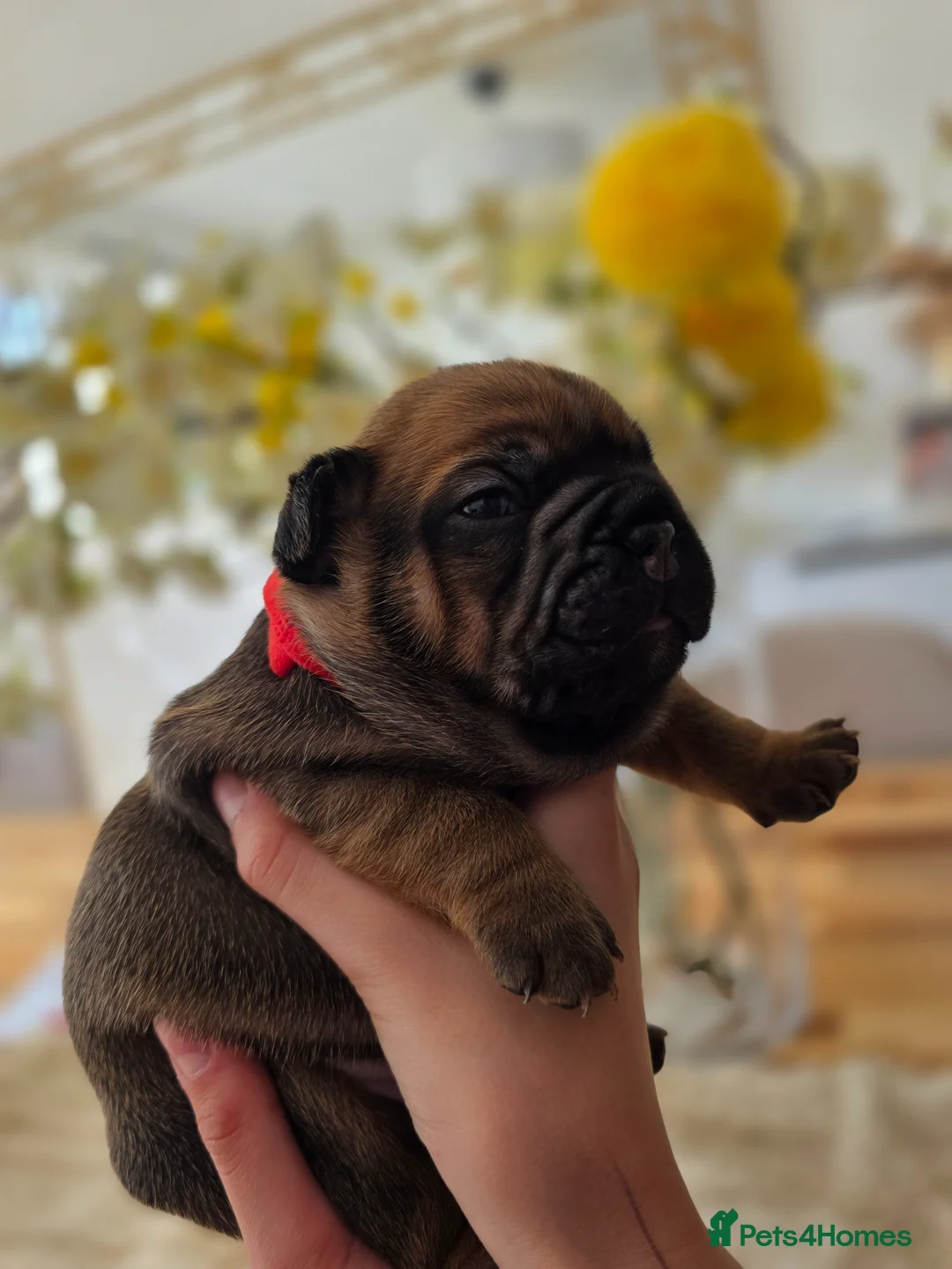 French Bulldog dogs for sale: French Bulldog Puppies – Ready Soon 🐶 - Advert 2