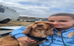 Cocker Spaniel dogs for sale: Meet Daisy – looking for her forever home❤️ - Advert 7