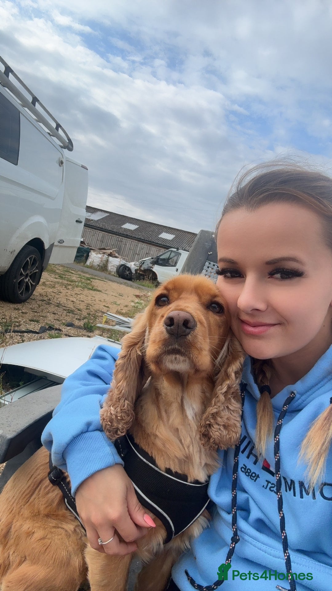 Cocker Spaniel dogs for sale: Meet Daisy – looking for her forever home❤️ - Advert 7