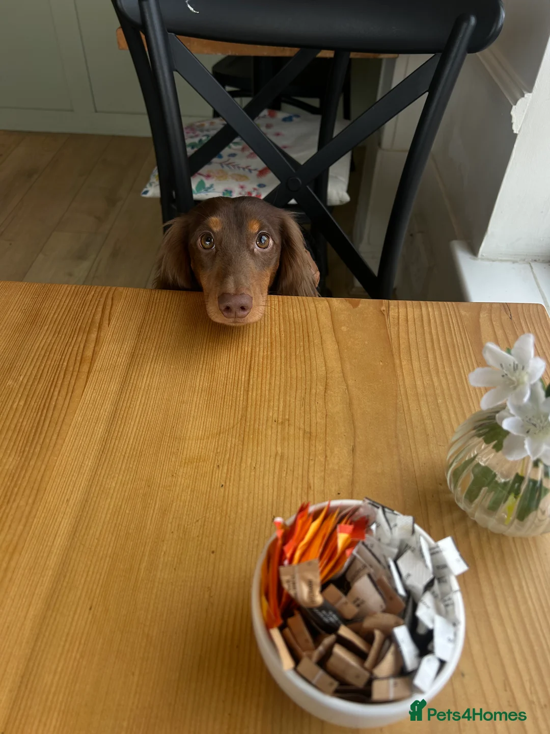 Miniature Dachshund dogs for stud: Long-Haired Brown Miniature Dachshund for Stud in Stowmarket - Advert 6