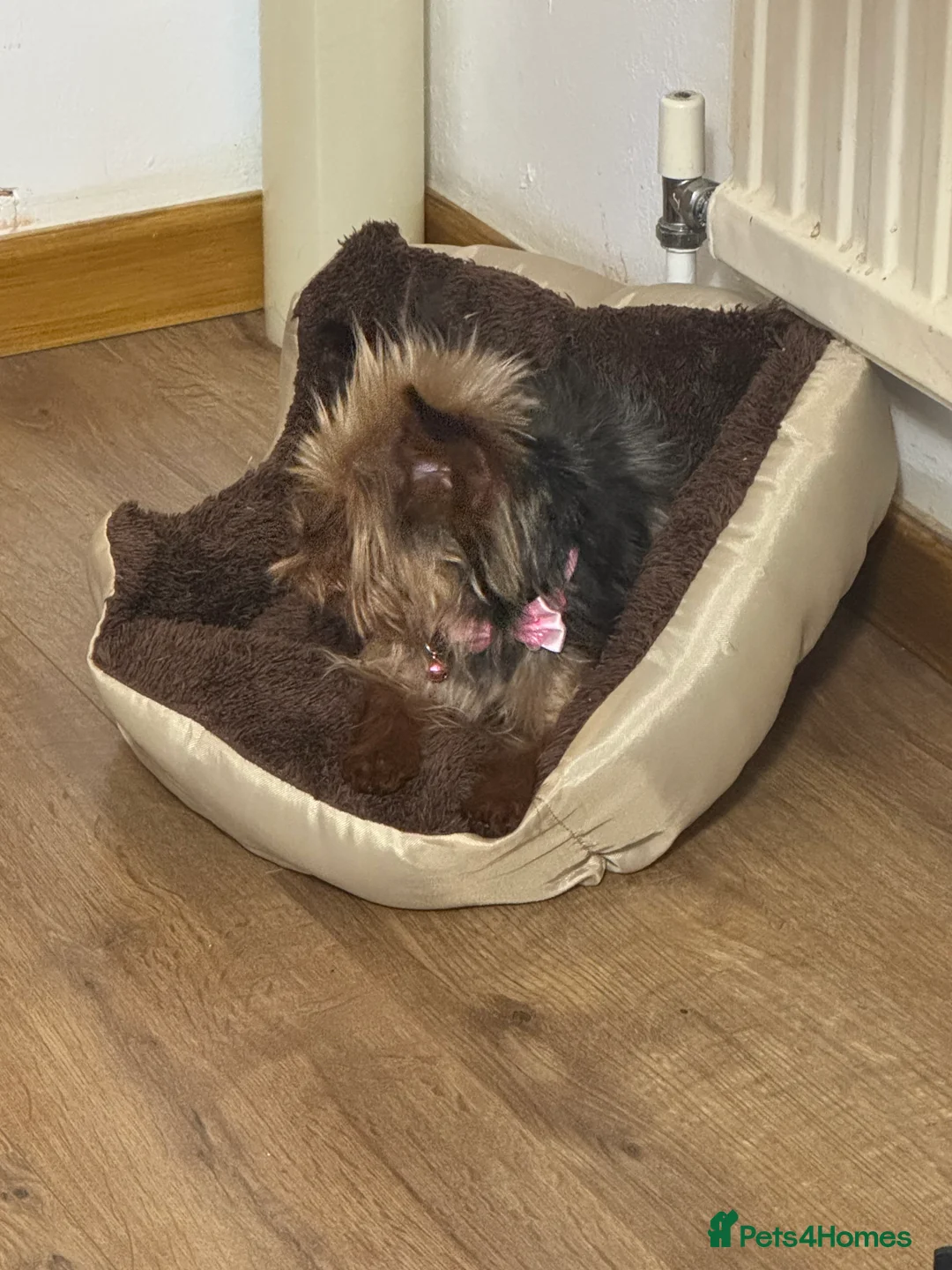 Yorkshire Terrier dogs for sale: Meet Nina -Quiet and Sweet Yorkie 💕 - Advert 4