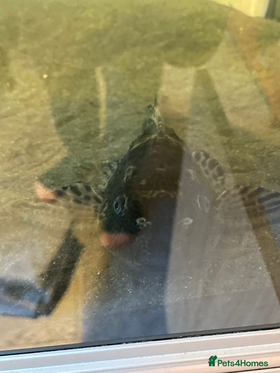 Plecos fish for sale: Pleco fish  - Advert 2