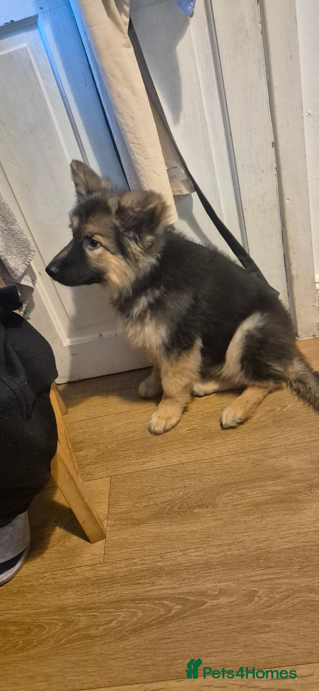 German Shepherd dogs for sale: German shepherd girl - Advert 2