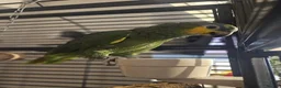 Parrots birds for sale: Orange-ringed Amazon parrot - Advert 3