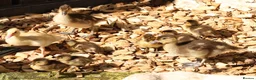 Ducks poultry for sale: Mandarin ducklings x7  in Radstock - Advert 7