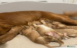 Cockapoo dogs for sale: Pra clear f1 cockpoo - Image 26