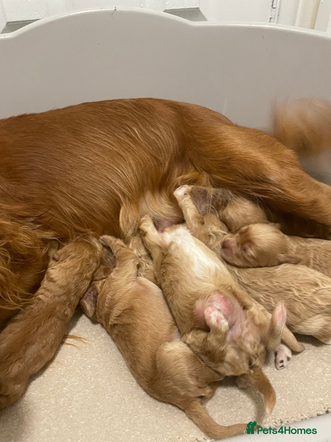 Cockapoo dogs for sale: Pra clear f1 cockpoo - Image 26